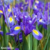 modrý kosatec iris blue magic hollandica 3