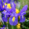 modrý kosatec iris blue magic hollandica 4