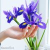 modrý kosatec iris blue magic hollandica 5