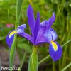 modrý kosatec iris blue magic hollandica 6