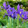 modrý kosatec iris blue magic hollandica 7