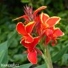 cerveno zluta canna dosna lucifer 5