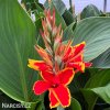 cerveno zluta canna dosna lucifer 6