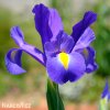modrý kosatec iris blue magic hollandica 1