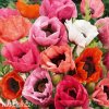 smes mak vychodni papaver mix 1