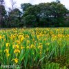 žlutý kosatec iris golden beauty 2