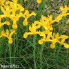 žlutý kosatec iris golden beauty 3