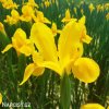 žlutý kosatec iris golden beauty 5