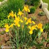 žlutý kosatec iris golden beauty 6