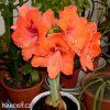 oranžový hvězdník amaryllis orange souvereign 3