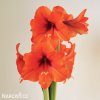 oranžový hvězdník amaryllis orange souvereign 5