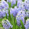 svetle modry hyacint sky jacket 2