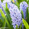 svetle modry hyacint sky jacket 3