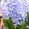 svetle modry hyacint sky jacket 4