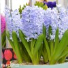 svetle modry hyacint sky jacket 5