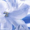 svetle modry hyacint sky jacket 6