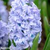 svetle modry hyacint sky jacket 1