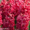 cerveny hyacint red glory 3