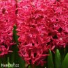 cerveny hyacint red glory 4