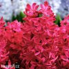 cerveny hyacint red glory 5