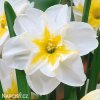 bílý narcis split lemon beauty 2