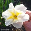 bílý narcis split lemon beauty 3