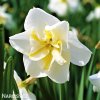 bílý narcis split lemon beauty 4