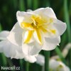 bílý narcis split lemon beauty 5