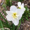 bílý narcis split lemon beauty 6