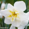 bílý narcis split lemon beauty 7