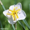 bílý narcis split lemon beauty 1