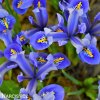 modrý kosatec iris harmony reticulata 2
