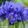 modrý kosatec iris harmony reticulata 4