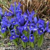 modrý kosatec iris harmony reticulata 5