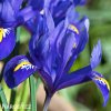 modrý kosatec iris harmony reticulata 6