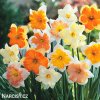 narcisy směs orchideokvětých split 1