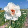 bílý narcis acropolis 6