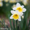 bíložlutý narcis ellen 3
