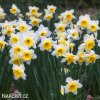 bíložlutý narcis ellen 4