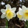 bíložlutý narcis ellen 6