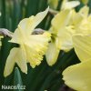 žlutobílý narcis st patricks day 3