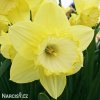 žlutobílý narcis st patricks day 4