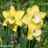 žlutobílý narcis st patricks day 1