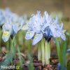 bledě modrý kosatec katharina iris reticulata 2