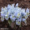 bledě modrý kosatec katharina iris reticulata 4