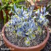 bledě modrý kosatec katharina iris reticulata 5