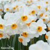 bílooranžový narcis geranium 2