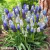 modřenec směs barev muscari mix 5