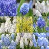 modřenec směs barev muscari mix 2