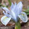 bledě modrý kosatec katharina iris reticulata 1